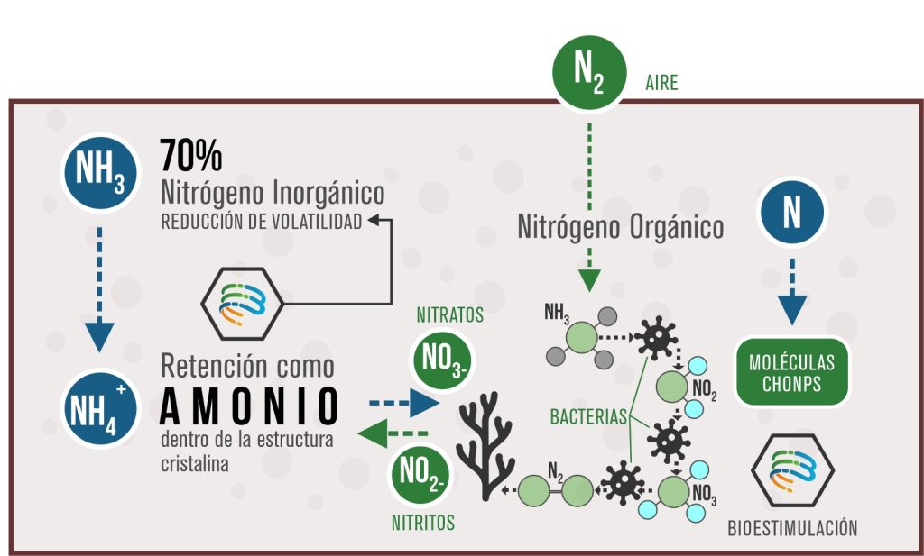 ciclo de nitrógeno