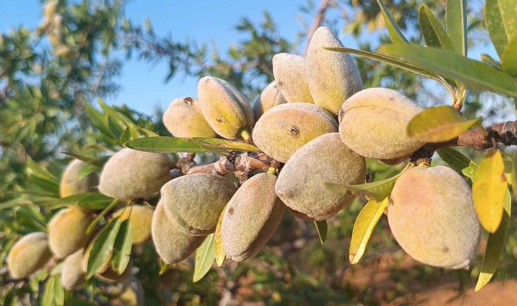 Almendro